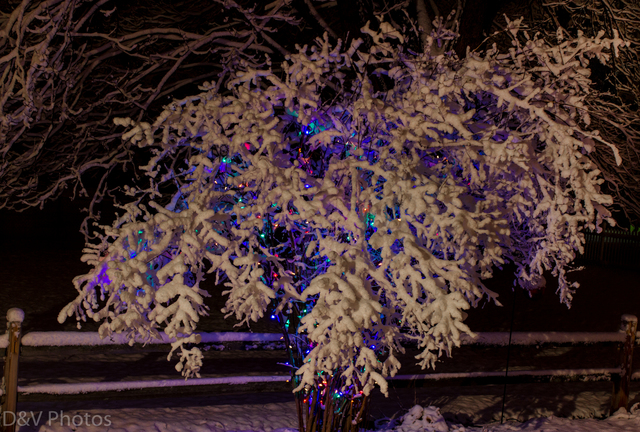 Yes! Pics: Holiday Decorations