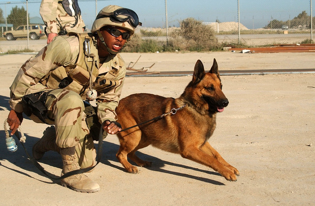 Museum display in western Michigan honors military dogs