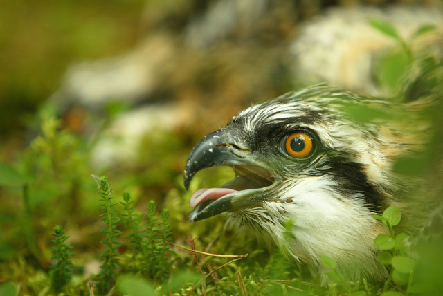'Backpack' GPS units help scientists track Michigan ospreys
