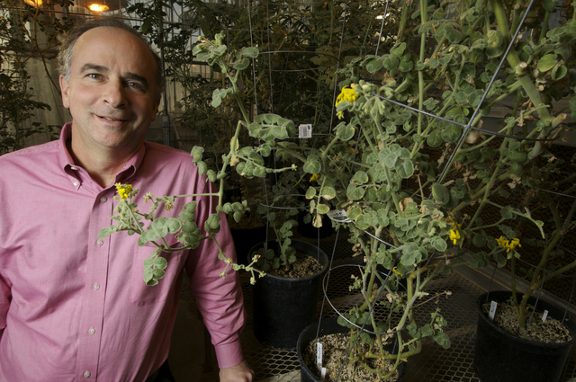 Too much sun is no good  – for people or plants