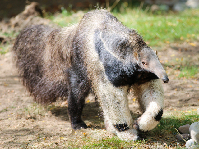 Potter Park in Lansing welcomes giant anteater