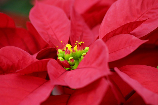 How to celebrate National Poinsettia Day