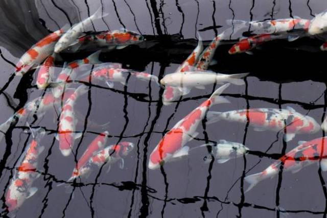 Members of Congress want 1-year deadline for Asian carp plan