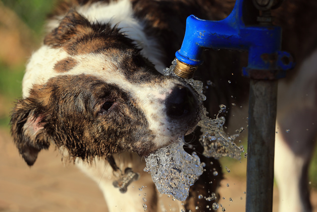 East Lansing dog park to re-open Friday