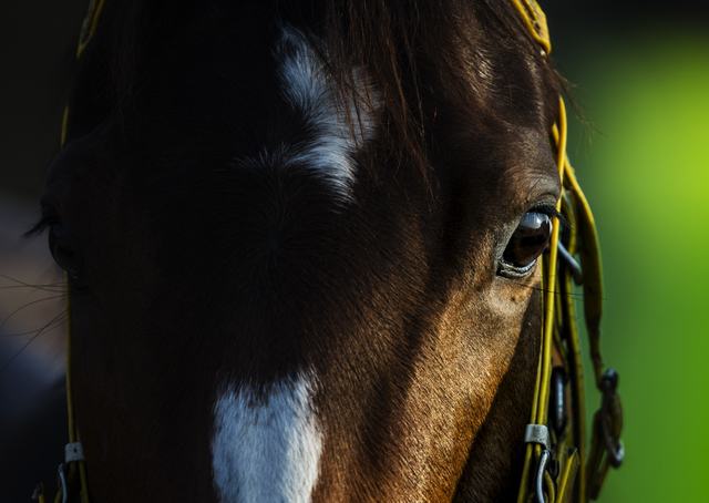 A horse that can paint visits Sparrow Hospital