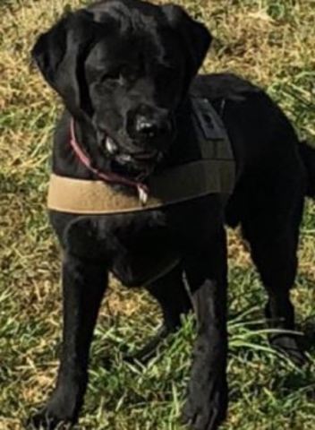 Police are looking for help in naming their latest addition to the K9 team